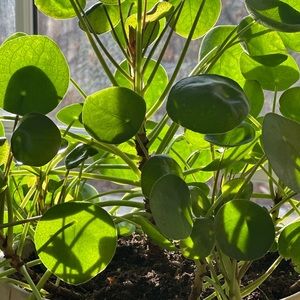 Hi there and thanks for stopping by!Drop me a note. Best,Kim